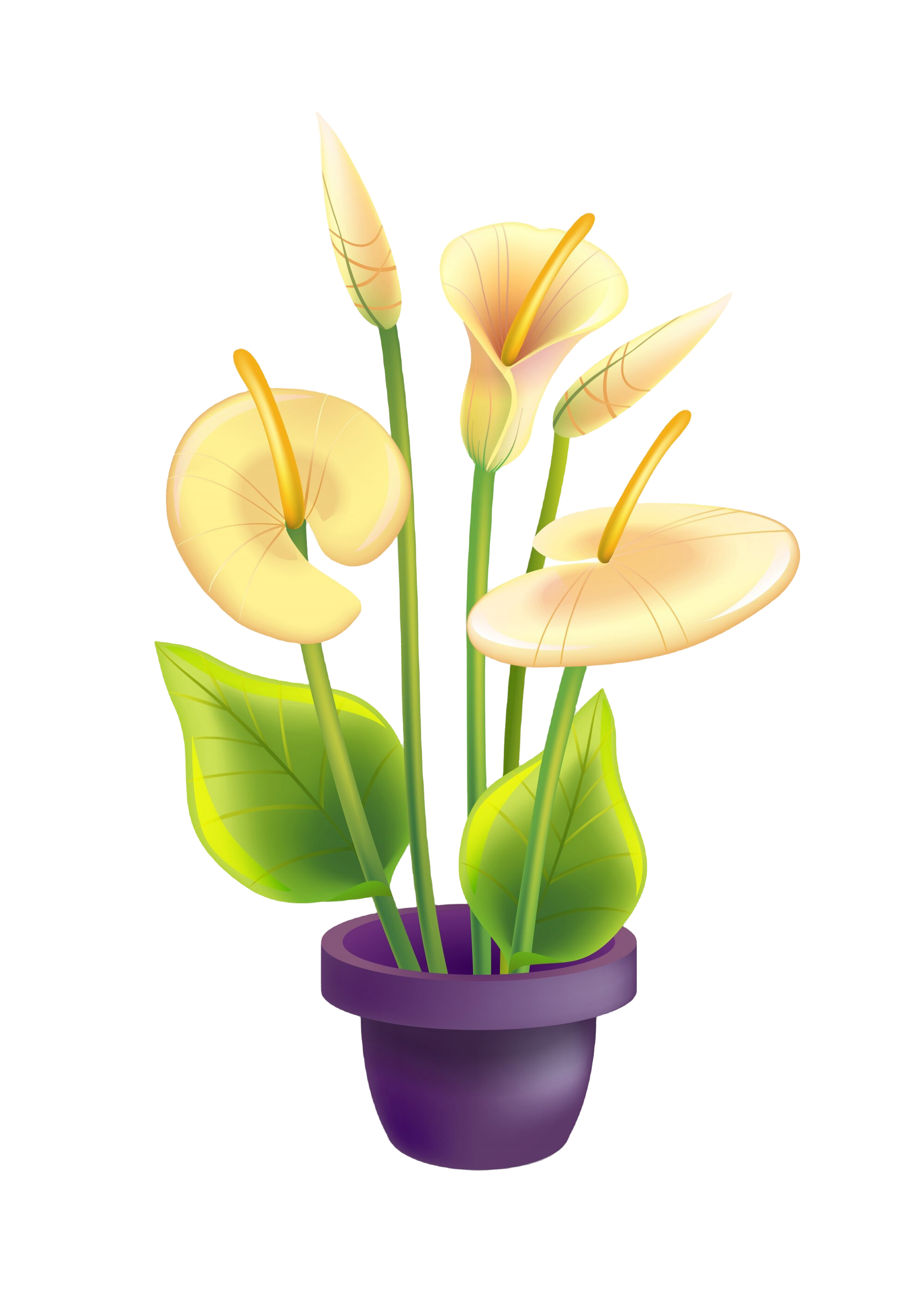 Planta